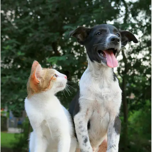 Pet Friendly